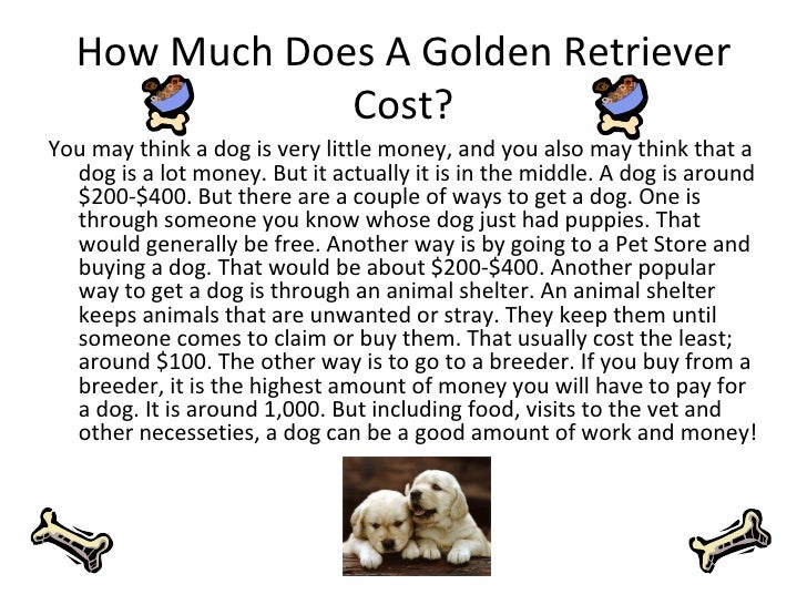 how much does golden retriever cost a golden retriever cost dogs in our photo how much does golden retriever cost a golden retriever cost dogs in our photo